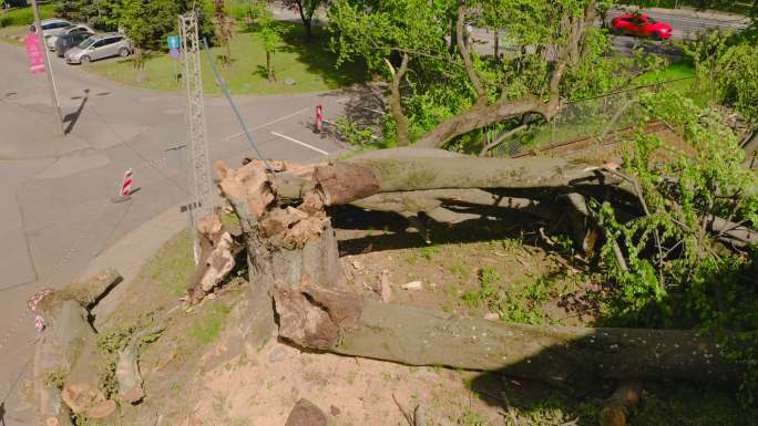 飓风过后，沉重的树枝倒下了