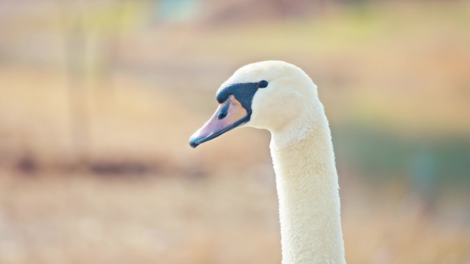 4k疣鼻天鹅北龙湖秋天天鹅