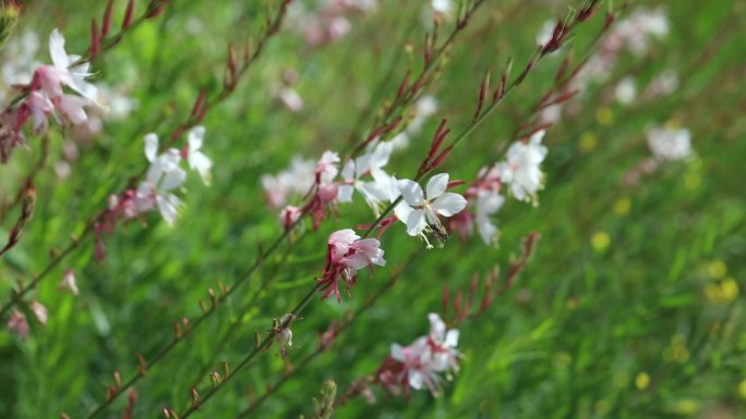 山桃草 穗状花序 植株 千鸟花 白桃花