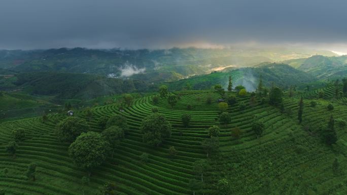 航拍云南茶山