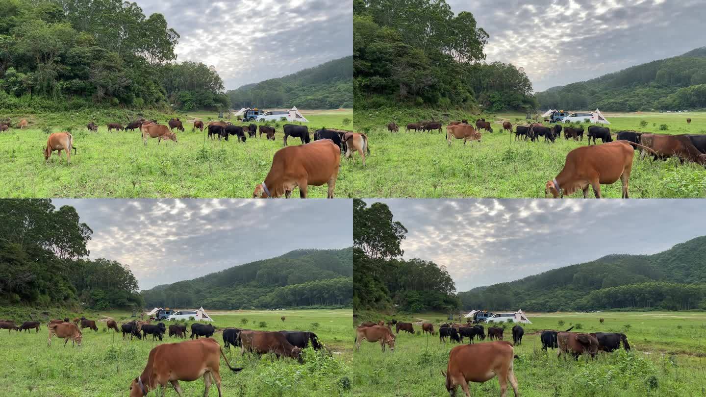 牛 牛群 草原 大自然 户外