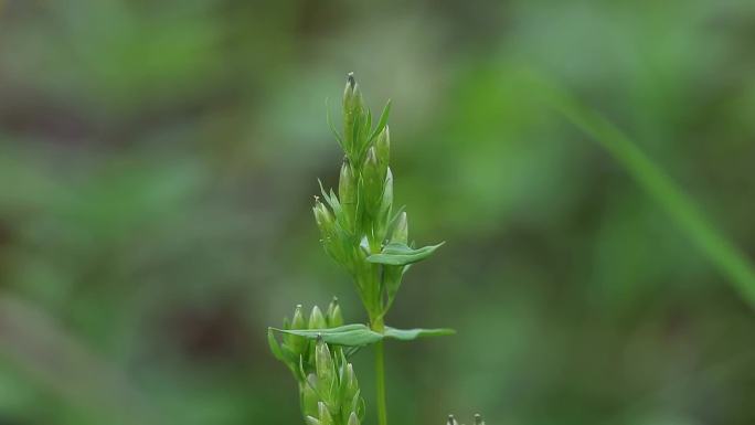 喉毛花 喉花草 植株 叶 茎 野草