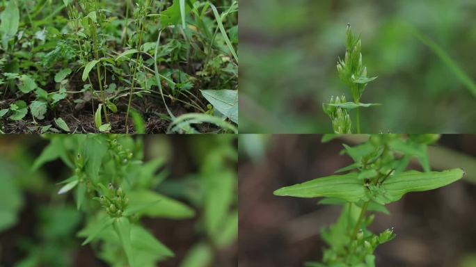 喉毛花 喉花草 植株 叶 茎 野草