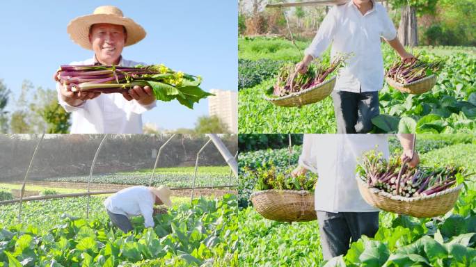 红菜苔产地