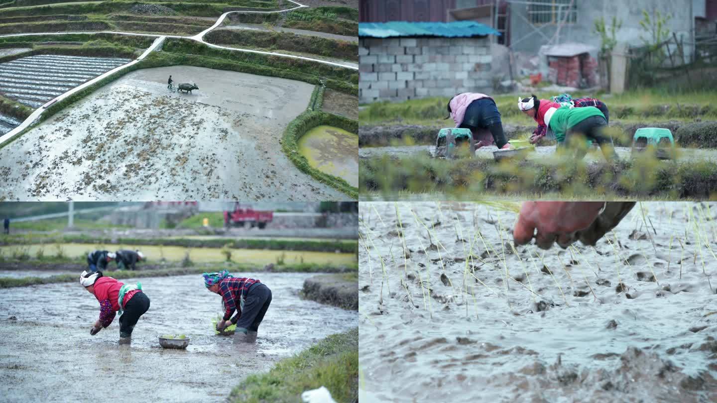 西南山区少数民族原始农耕插秧水稻种植