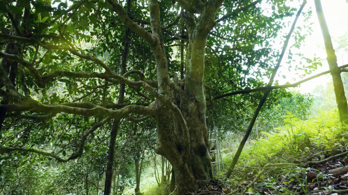 【原创】参天古茶树移动拍摄