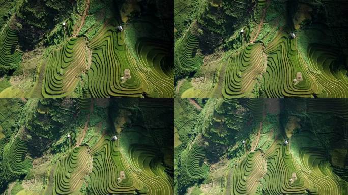 梯田稻田在丘陵或山地上耕作，通常在东亚、南亚和东南亚耕作