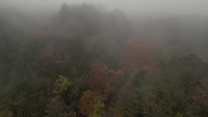 四川光雾山秋季红叶彩林云海航拍香炉山