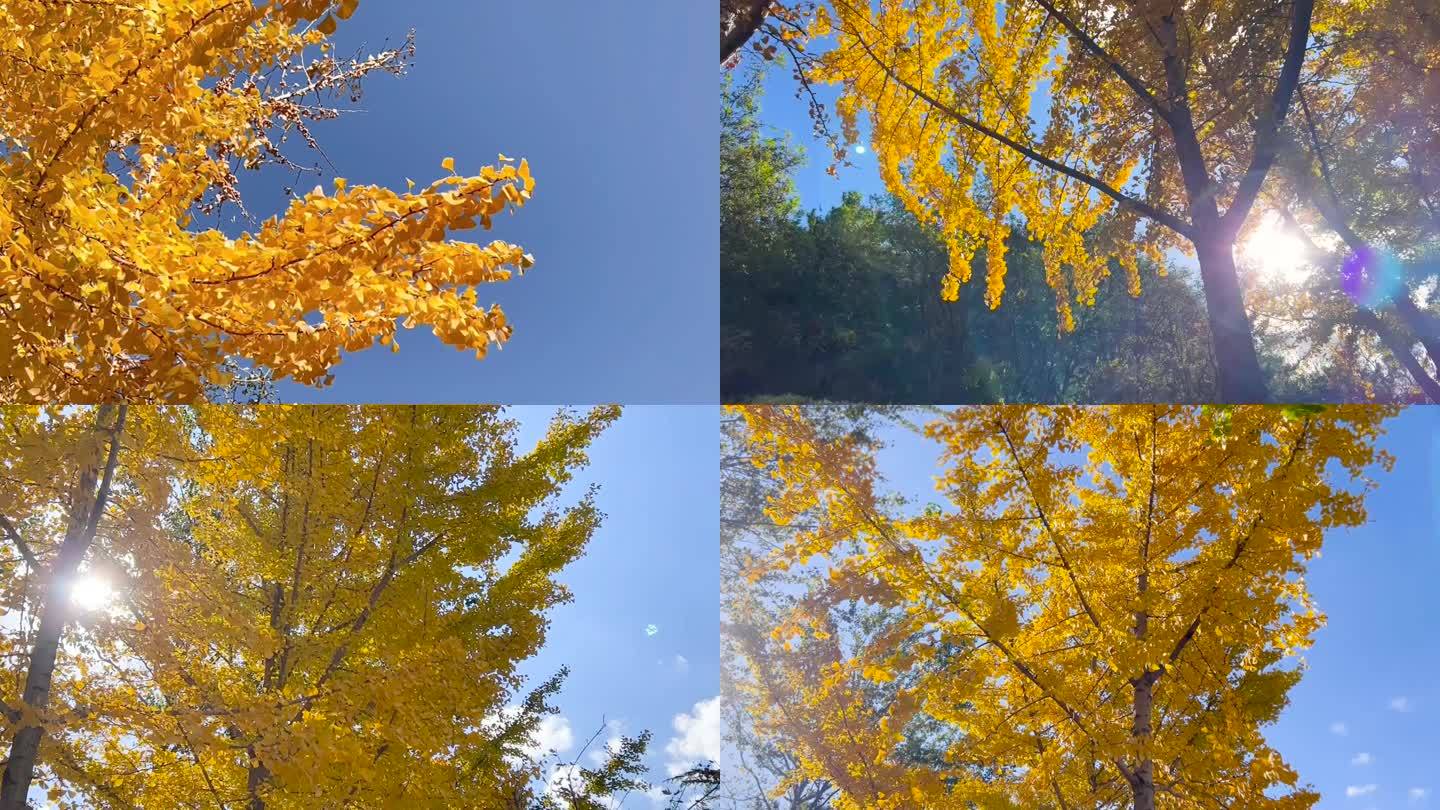 秋天来了、金黄色的银杏树、白果树 02