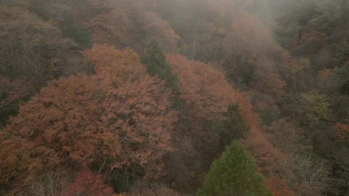 四川光雾山秋季红叶彩林云海航拍童话香炉山