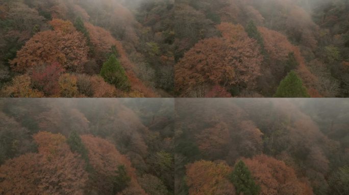 四川光雾山秋季红叶彩林云海航拍童话香炉山