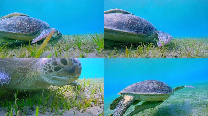 绿色海龟和雷莫拉鱼在海草床上吃草/马萨阿拉姆