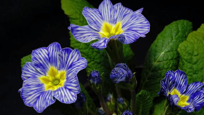 春天最早的花蓝紫色条纹欧报春延时摄影
