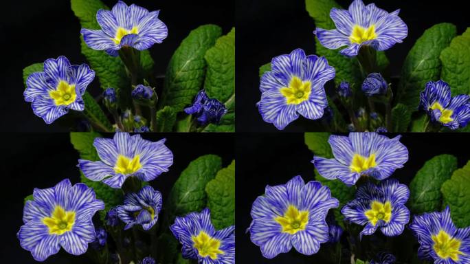 春天最早的花蓝紫色条纹欧报春延时摄影