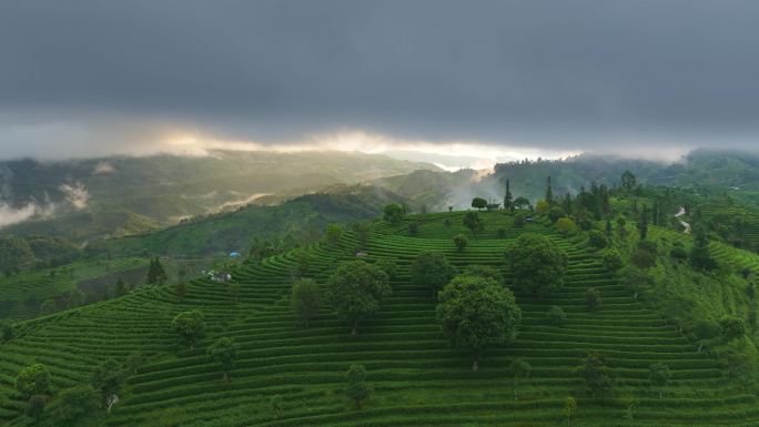 航拍茶山