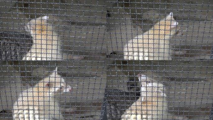 动物园里的浣熊饲养可爱