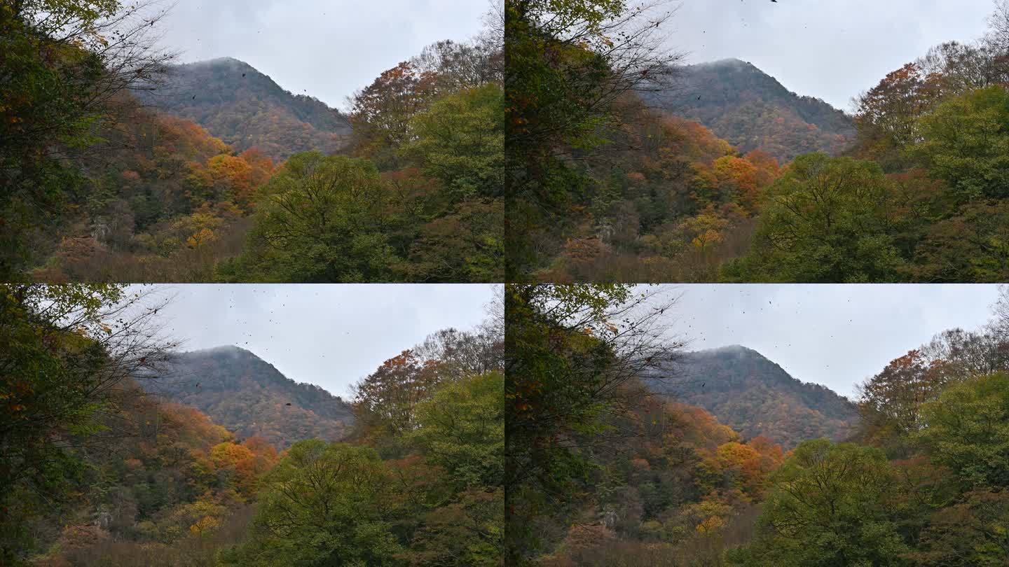 秋季红叶光雾山树叶飘落定镜头中景