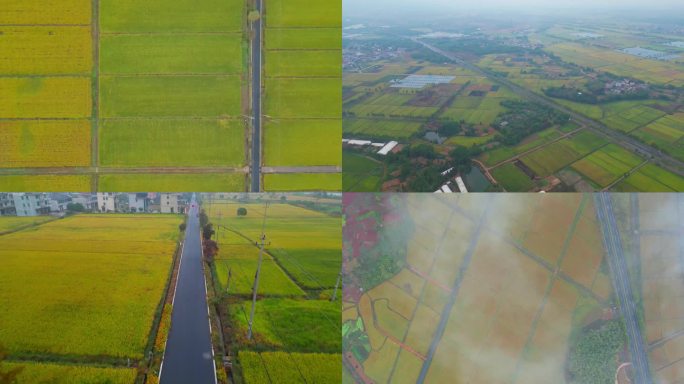 航拍 烟雨中的万亩稻田