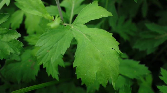 艾草艾蒿种植生产加工农业种植