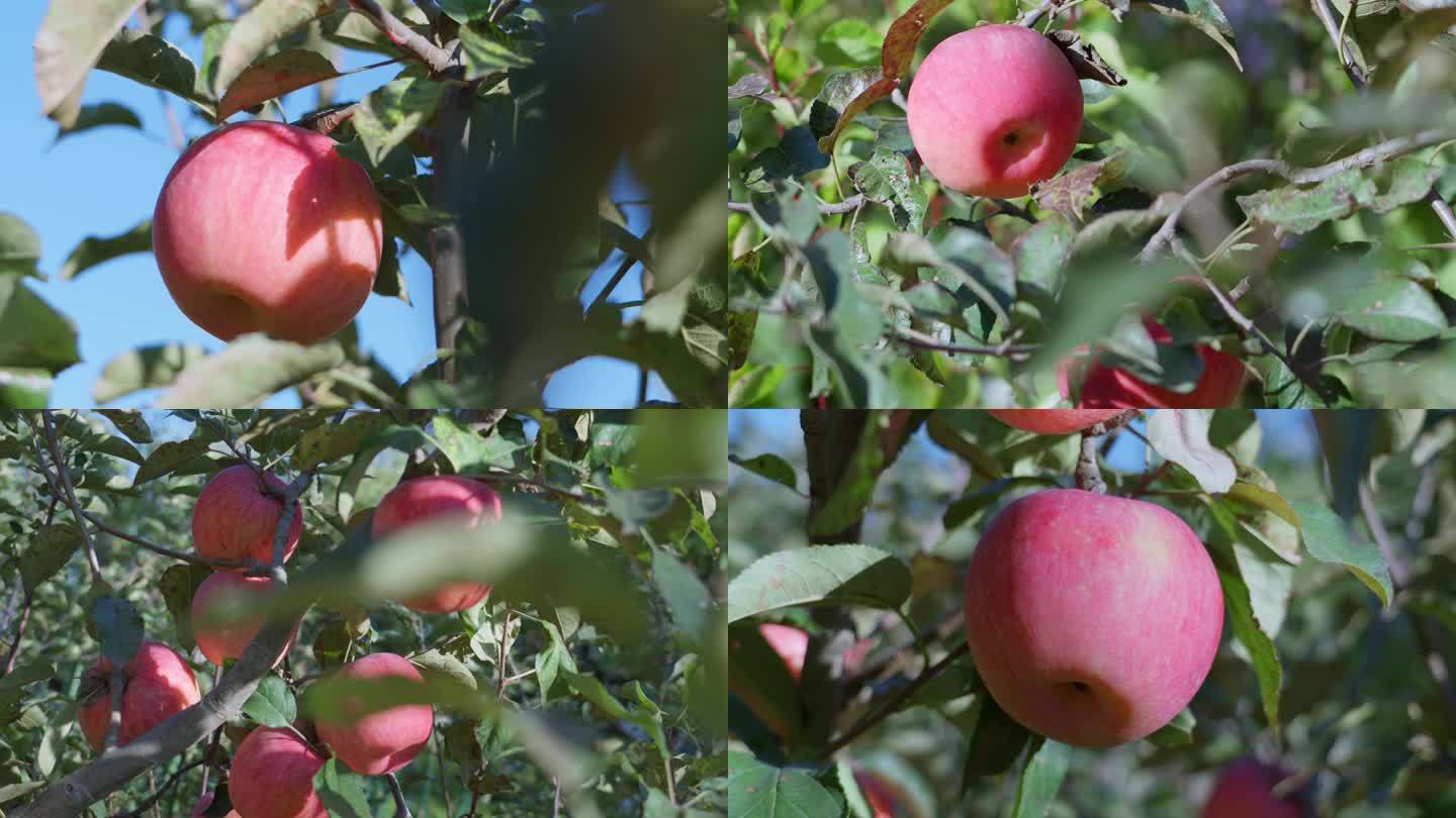 苹果 苹果树 水果 农业