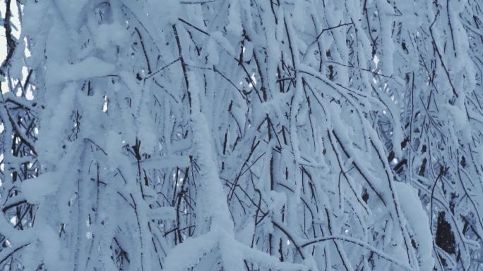 峨眉山上挂着厚雪的树枝