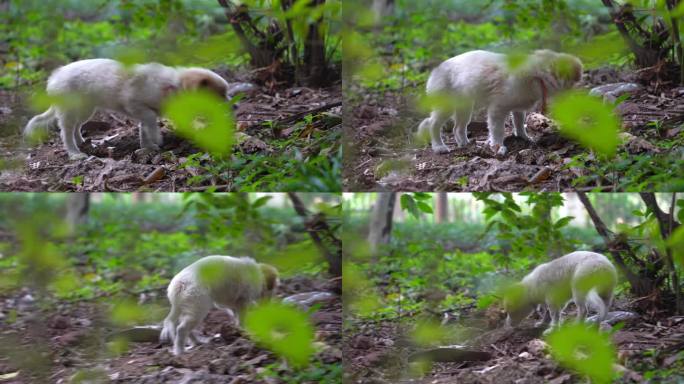 4K萌宠可爱狗狗穿越树林跟焦镜头