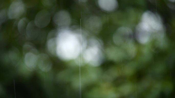 绿色 绿树 雨滴 雨点 下雨