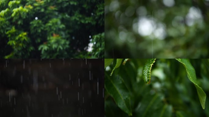 绿色 绿树 雨滴 雨点 下雨