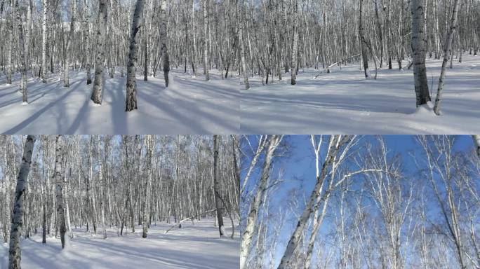 雪地脚印白桦林大雪