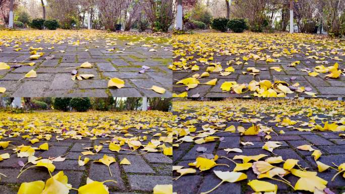 4K深秋落在地上的银杏叶