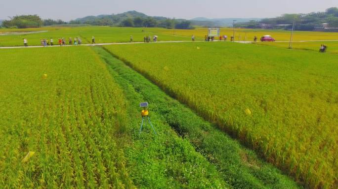 乡村振兴 山水之间水稻田 太阳能防虫灯