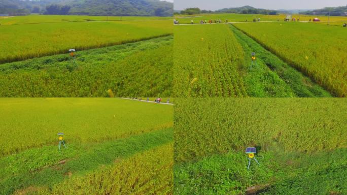 乡村振兴 山水之间水稻田 太阳能防虫灯