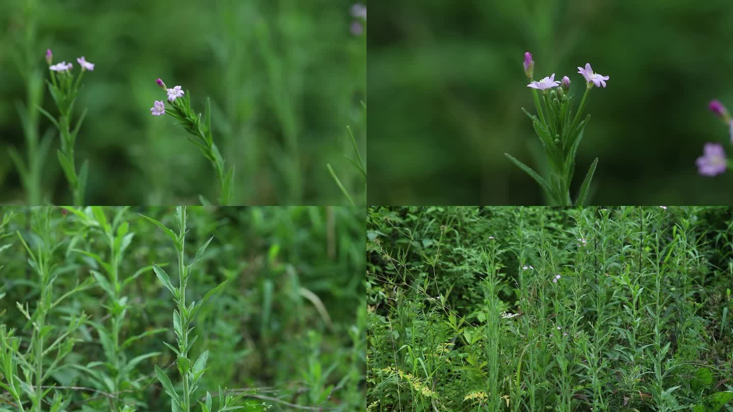 柳叶菜属 长籽柳叶菜 花朵 植株