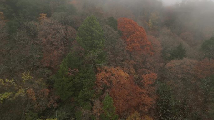 四川光雾山秋季红叶彩林云海航拍香炉山