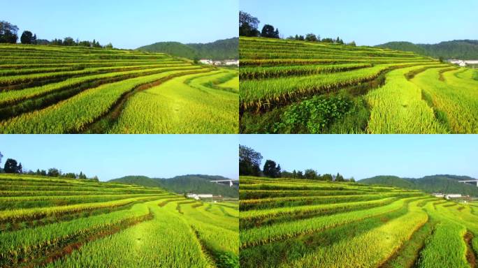 湘西稻田航拍