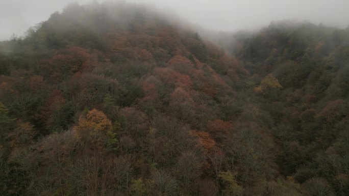 四川光雾山秋季红叶彩林云海航拍童话香炉山