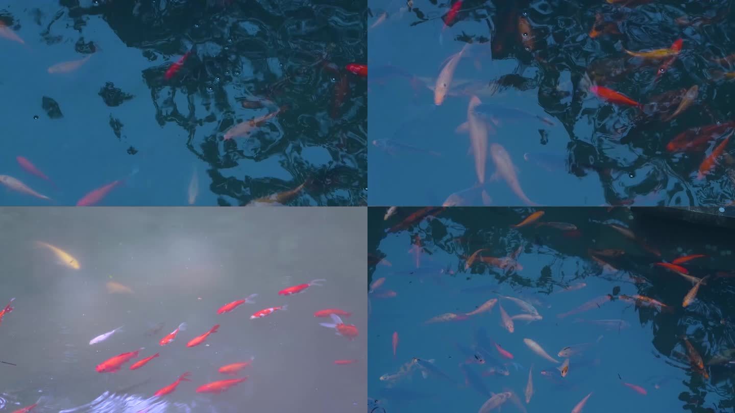 唯美金鱼戏水-中国风4K视频素材