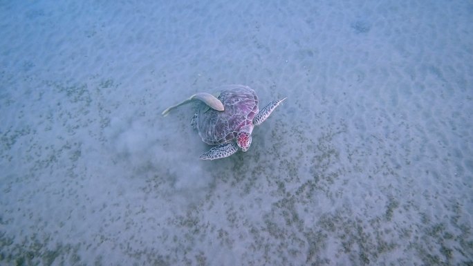 绿海龟和雷莫拉鱼在红海/马萨阿拉姆的海草床上吃草
