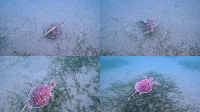 绿海龟和雷莫拉鱼在红海/马萨阿拉姆的海草床上吃草