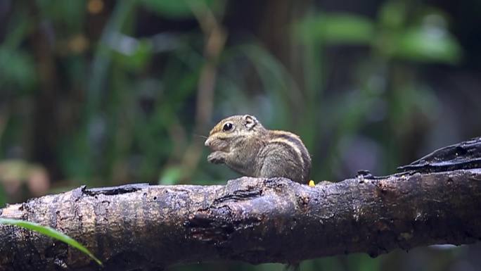 花栗鼠觅食