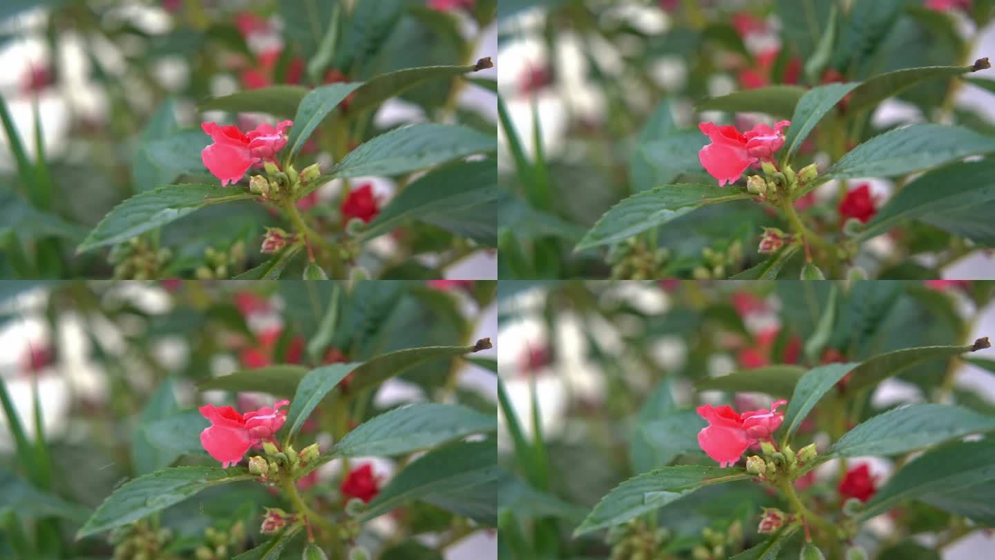 慢镜头花丛红花沐浴在阳光和细雨中