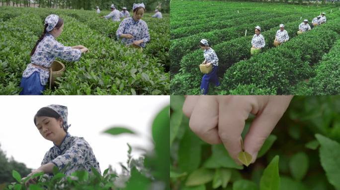 茶园种植园工人采摘茶叶辛勤工作采茶女孩
