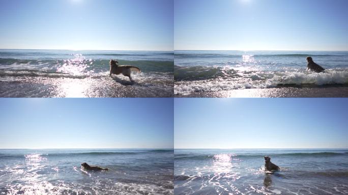 在海里游泳的慢动作金毛猎犬