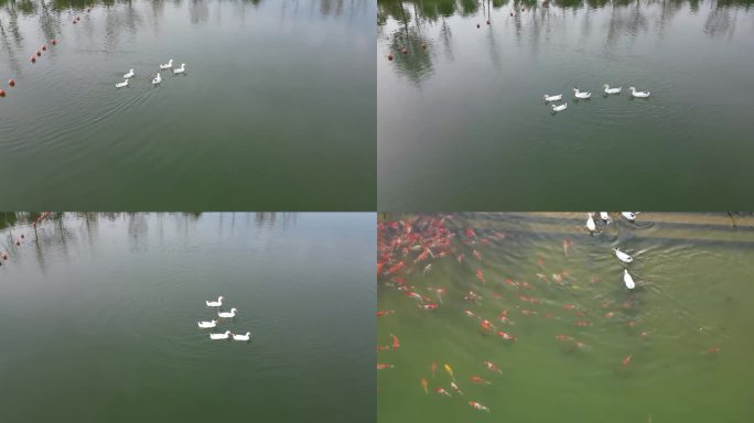 长安公园湖边一群金鱼和鸭子水中游动嬉戏
