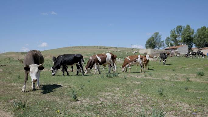 村边吃草的牛群