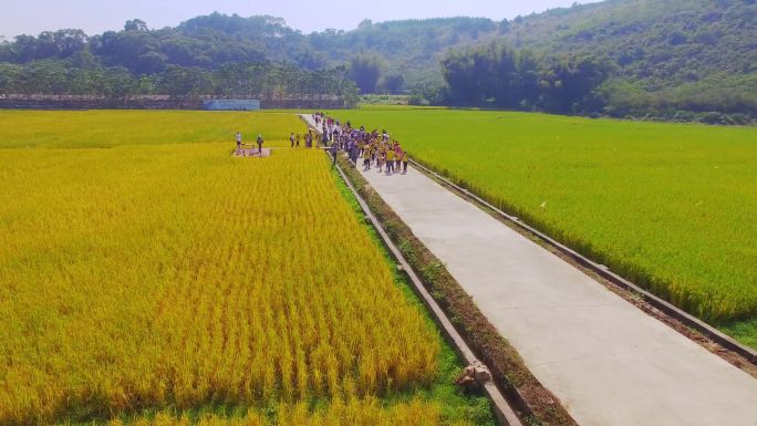水稻生产基地 小学生夏令营 产学研一体化