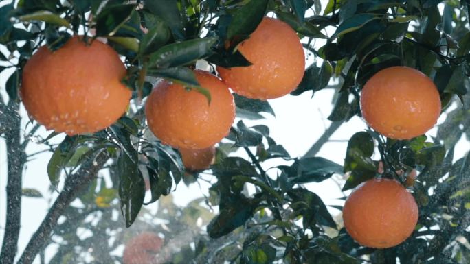 水果特写柑橘橙子果园农民丰收乡村振兴