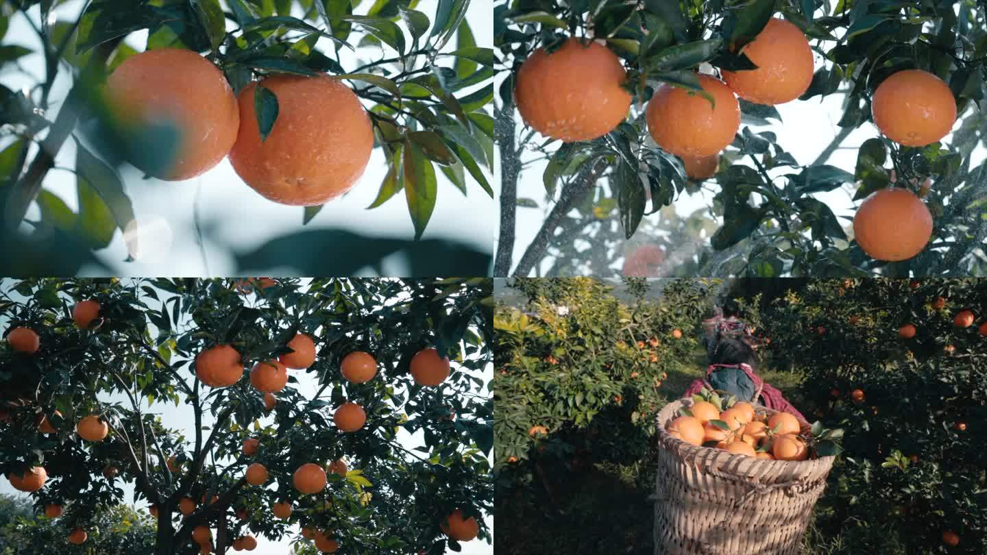 水果特写柑橘橙子果园农民丰收乡村振兴