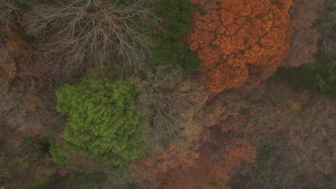 四川光雾山秋季红叶彩林云海航拍香炉山