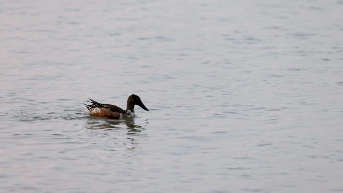 深圳湾的琵嘴鸭、鸭子